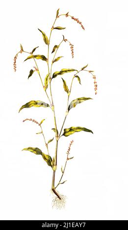 Wasserpfeffer, Persicaria Hydropiper, auch Flohpfeffer, Pfefferknöterich, Pfefferkraut oder Scharfkraut genannt, ist eine Pflanzenart aus der Gattung der Knöteriche, Persicaria. Die Blätter und Samen werden zusammen als Gewürz verwendet / Persicaria Hydropiper, Polygonum Hydropiper, auch bekannt als Wasserpfeffer, Marschpfeffer-Knoweed oder Tade Stockfoto