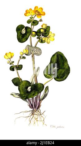 Sumpfdotterblume, Caltha palustris, auch Sumpf-Dotterblume / Caltha palustris, bekannt als Sumpfmarmeltier und Königspatze Stockfoto