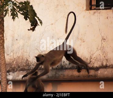 Der Affe stirbt, um von einem Dach zum anderen zu springen Stockfoto