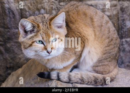 Sandkatze auf Felsen, Felis margarita Stockfoto