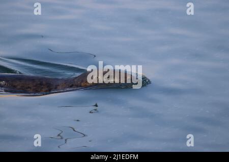 Seehund im Hafen Stockfoto