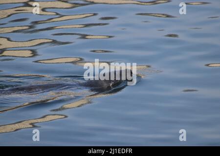 Seehund im Hafen Stockfoto