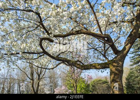 Japanischer Kirschbaum (Prunus serrulata) blüht im Park und zeigt weiße Blüten, die im frühen Frühjahr blühen. Sie stammt aus Japan, China, Korea und Russland Stockfoto