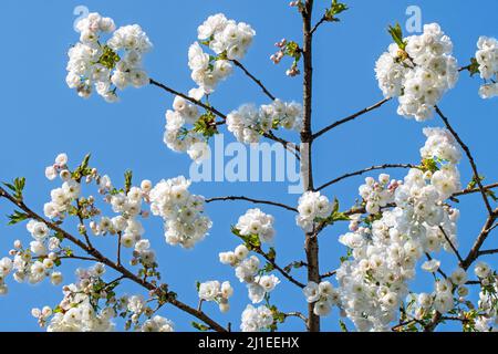 Japanischer Kirschbaum (Prunus serrulata) blüht im Park und zeigt weiße Blüten, die im frühen Frühjahr blühen. Sie stammt aus Japan, China, Korea und Russland Stockfoto