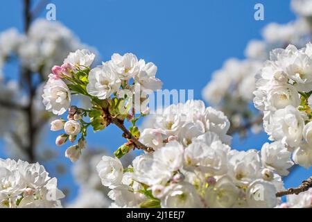 Japanischer Kirschbaum (Prunus serrulata) blüht im Park und zeigt weiße Blüten, die im frühen Frühjahr blühen. Sie stammt aus Japan, China, Korea und Russland Stockfoto