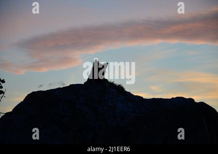 Die dunkle Silhouette eines Straßenhundes, der auf einem Felsen liegt und den Sonnenuntergang auf der Insel Sardinien beobachtet Stockfoto