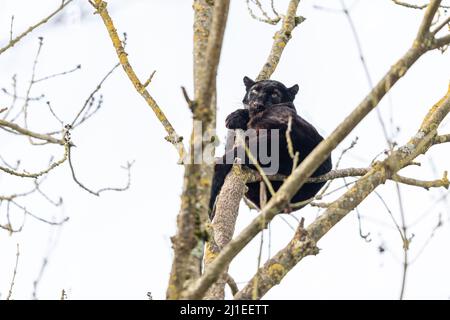 Schwarzer Panther im Baum Stockfoto