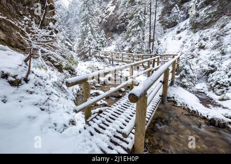 Winterlandschaft mit einer Holzbrücke auf Wanderweg durch eine enge Schlucht und Schlucht mit Schnee und Eis bedeckt. Der Nationalpark Mala Fatra in SL Stockfoto