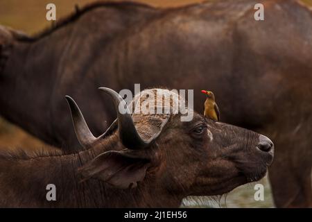 Cape Buffalo (Syncerus Caffer) mit Rotschnabel-Oxpeckers (Buphagus erythrorhynchus) 13839 Stockfoto