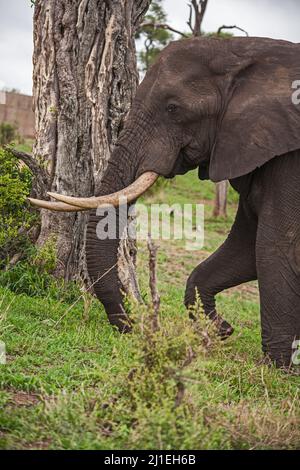 Afrikanischer Elefant (Loxodonta africana) 15117