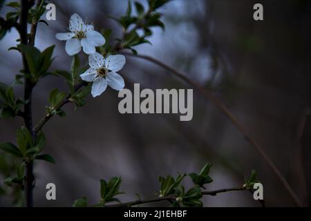 Pflaumenbaum blüht in der Dämmerung aus nächster Nähe auf einem Ast Stockfoto