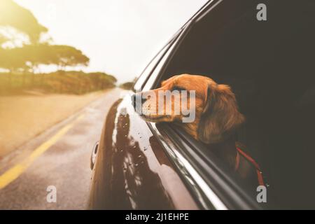 Dachshund, der im Auto fährt und vom Autofenster aus blickt. Roadtrip mit Hund. Stockfoto