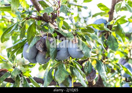 Die Früchte reifen Pflaume auf den Zweigen des Baumes Stockfoto