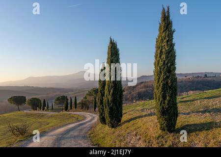 Eine unbefestigte Straße, die von einer Reihe von Zypressen umgeben ist, in der toskanischen Landschaft in der Nähe von San Quirico d'Orcia, Siena, Italien Stockfoto