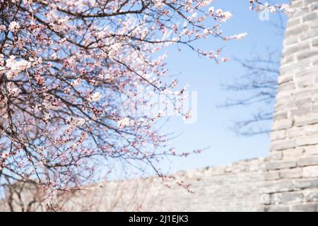 Pfirsichblüten blühen neben der alten Mauer - Stock photo Stockfoto