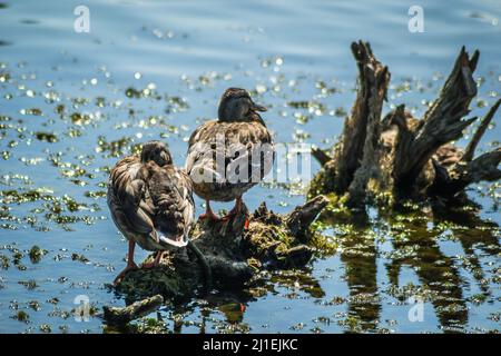 Wildenten sonnen sich auf den Zweigen, die aus dem Wasser des Sees ragen. Stockfoto