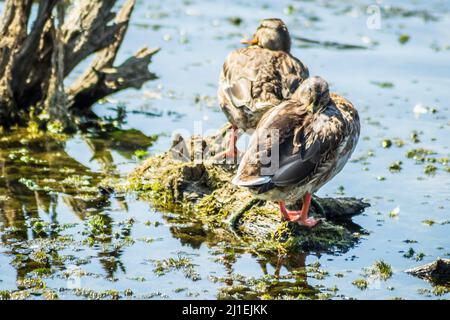 Wildenten sonnen sich auf den Zweigen, die aus dem Wasser des Sees ragen. Stockfoto