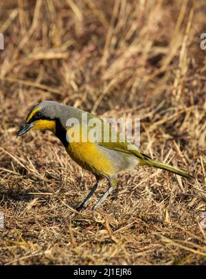 Bokmakierie, Addo Elephant National Park Stockfoto