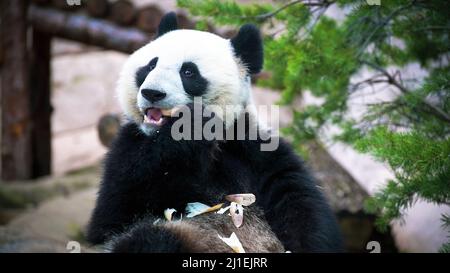 Cute schwarz und weiß asiatischen hungrigen Panda essen Bambus. Cute riesigen asiatischen Panda im Park Stockfoto