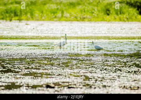 Weiße Reiher bewegen sich und die Nahrung am sonnenbeschienenen Wasser des Sees. Stockfoto