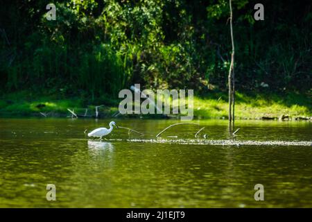 Weißreiher bewegen sich und das Futter am sonnenbeschienenen Wasser des Sees. Stockfoto