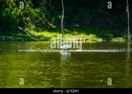 Weißreiher bewegen sich und das Futter am sonnenbeschienenen Wasser des Sees. Stockfoto