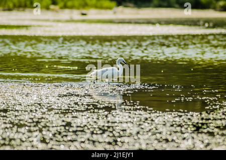 Weißreiher bewegen sich und das Futter am sonnenbeschienenen Wasser des Sees. Stockfoto