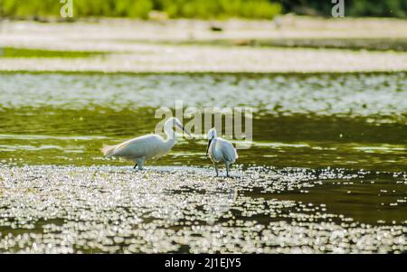 Weiße Reiher bewegen sich und die Nahrung am sonnenbeschienenen Wasser des Sees. Stockfoto