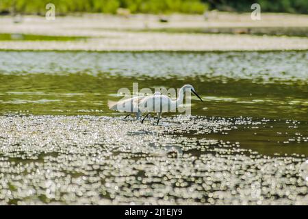 Weißreiher bewegen sich und das Futter am sonnenbeschienenen Wasser des Sees. Stockfoto