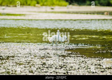 Weiße Reiher bewegen sich und die Nahrung am sonnenbeschienenen Wasser des Sees. Stockfoto