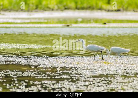 Weiße Reiher bewegen sich und die Nahrung am sonnenbeschienenen Wasser des Sees. Stockfoto