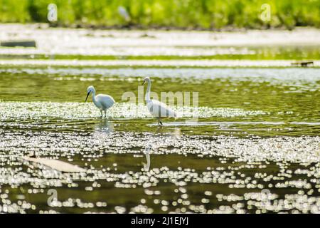 Weiße Reiher bewegen sich und die Nahrung am sonnenbeschienenen Wasser des Sees. Stockfoto