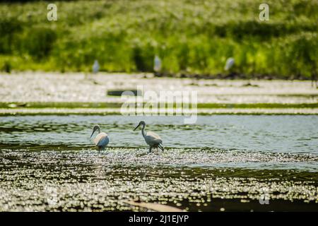 Weiße Reiher bewegen sich und die Nahrung am sonnenbeschienenen Wasser des Sees. Stockfoto