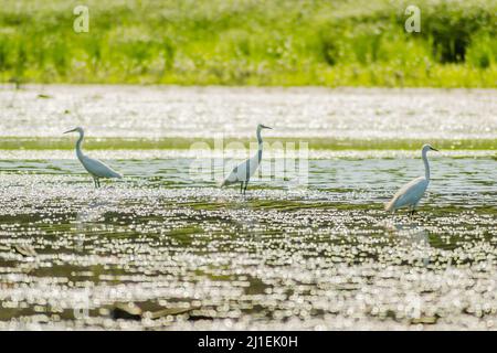 Weiße Reiher bewegen sich und die Nahrung am sonnenbeschienenen Wasser des Sees. Stockfoto