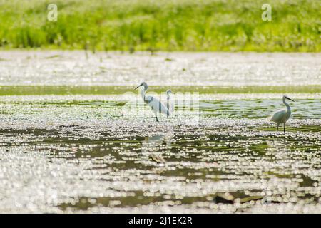 Weiße Reiher bewegen sich und die Nahrung am sonnenbeschienenen Wasser des Sees. Stockfoto