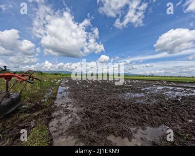 Ein Schwarm Reiher sucht Nahrung in einem Reisfeld, das für die Pflanzung verarbeitet wird, einem neuen geschützten Lebensraum für Wildvögel Stockfoto