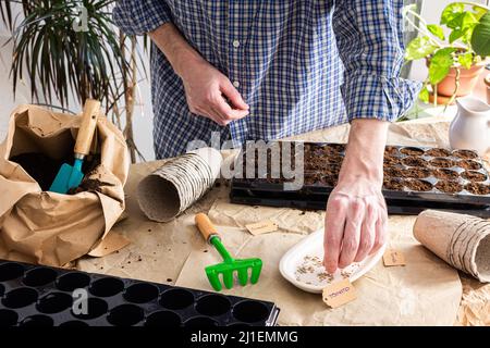 Der Prozess der Pflanzung von Tomatensamen in Kunststoff-Formen und Torf umweltfreundliche Formen, ein Mann pflanzt Setzlinge zu Hause Stockfoto