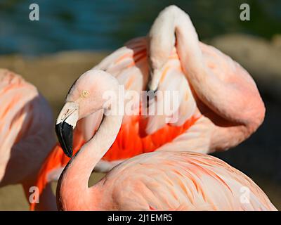 Profilbildnis von Flamingo (Phoenicopterus) Stockfoto