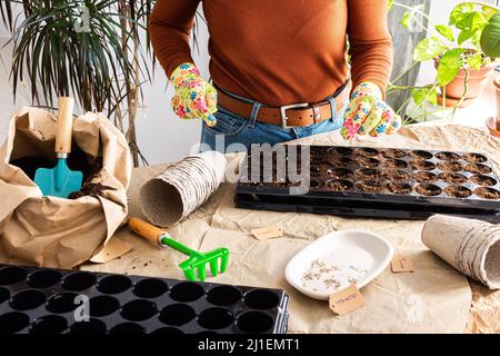 Der Prozess der Pflanzung von Tomatensamen in Kunststoff-Formen und Torf umweltfreundliche Formen, eine Frau pflanzt Setzlinge zu Hause Stockfoto