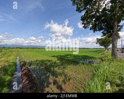 Blick auf Reisfelder tagsüber mit blauem Himmel und weißen Wolken im Hintergrund, sonniger Tag auf dem Land Stockfoto