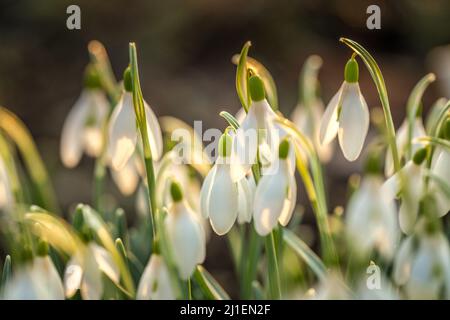 Der Schneeglöckchen, lateinischer Name Galanthus nivalis, weiße Blüten, die im Frühling blühen. Stockfoto