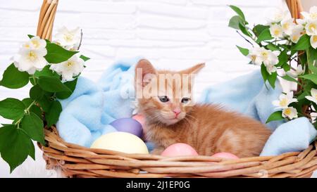 Ein kleines rot gestromtes Kätzchen liegt bequem in einer blauen Decke und schaut sich mit Eastern-Eiern um. Konzept der Betreuung von Haustieren, Frühlingsferien Stockfoto