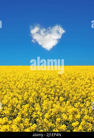 Frieden für die Ukraine, gelbes Feld und blauer Himmel mit einer Herzwolke, ukrainische Flaggen-Farben, Ukraine-Kriegsunterstützungskonzept Stockfoto