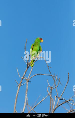 amazonas-zwergpapagei (Amazona albifrons), auch bekannt als weißer Papagei oder brillenpapagei. El Coco, Tierwelt und Vogelbeobachtung in Co Stockfoto