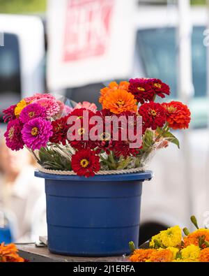 Sonntagsszenen vom Union Square Farmer's Market in New York City. Stockfoto