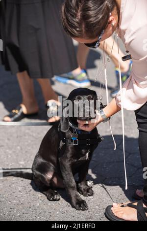 Sonntagsszenen vom Union Square Farmer's Market in New York City. Stockfoto