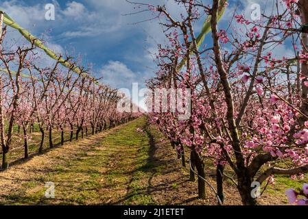 Pfirsich-Obstgarten in voller Blüte rosa, Pfirsichbäume in Blüte auf blauem Himmel mit Wolken Stockfoto