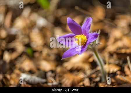 Pulsatilla grandis, der große Pasque blüht. Lila Blüten auf einem verschwommenen Hintergrund im Frühling. Stockfoto