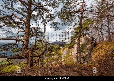 Kiefern wachsen an den Felsen in einer Berglandschaft. National Nature Reserve Sulov Rocks, Slowakei, Europa. Stockfoto