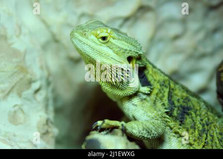 Bärtige Drachengattung Pogona Reptile Stockfoto